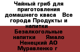 Чайный гриб для приготовления домашнего кваса - Все города Продукты и напитки » Безалкогольные напитки   . Ямало-Ненецкий АО,Муравленко г.